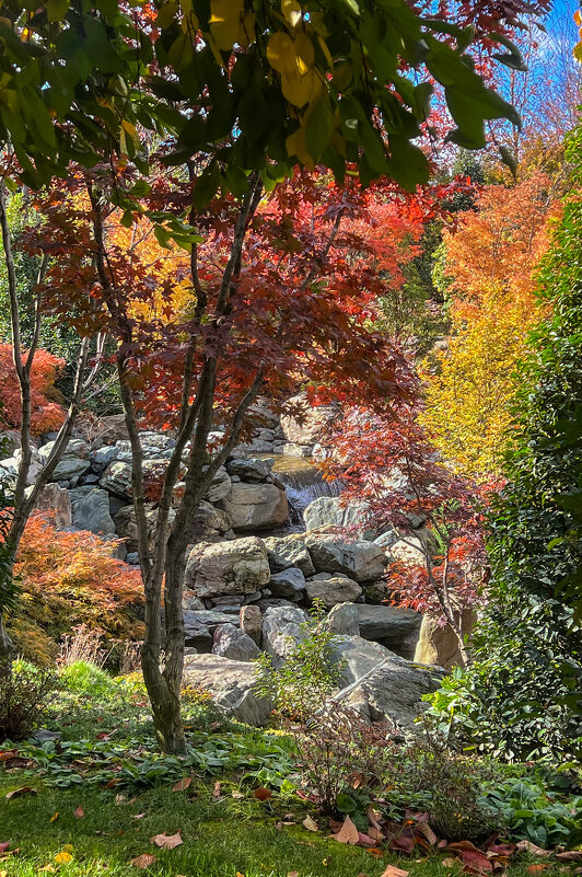 Краснодар. Парк Галицкого . Японский сад - Galina 