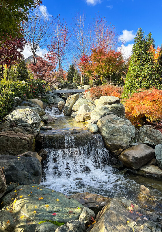 Краснодар. Парк Галицкого . Японский сад - Galina 