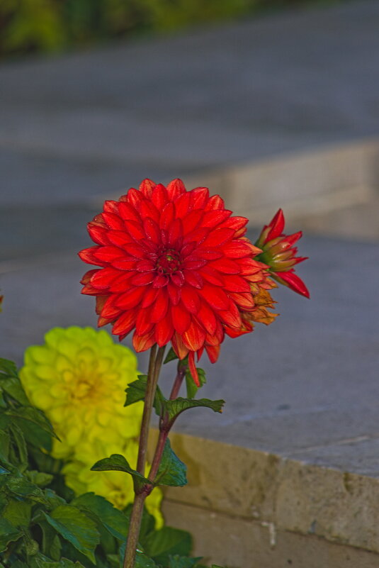 георгина красная - Giant Tao /