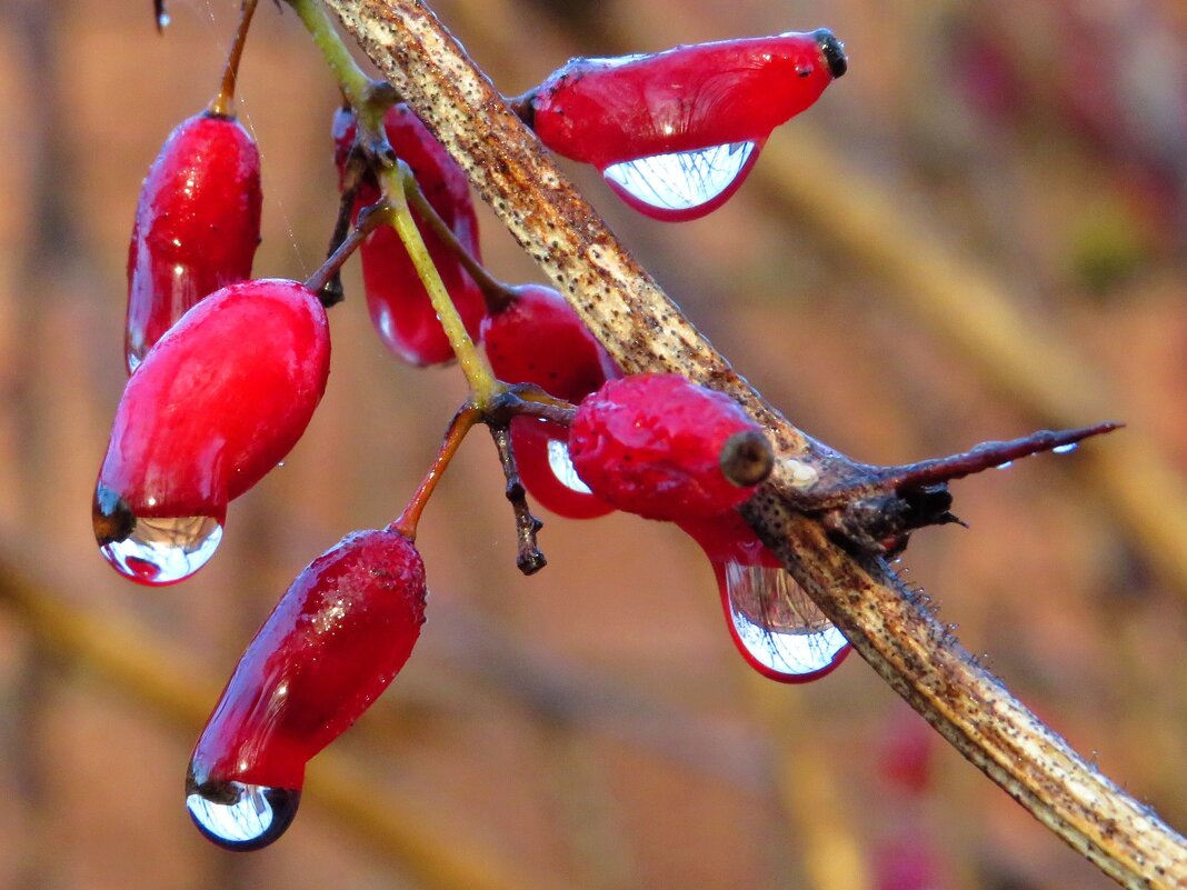 Барбаоис с каплями дождя - Андрей Снегерёв