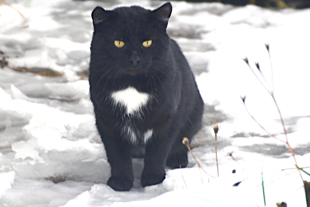 белая грудка - леонид логинов