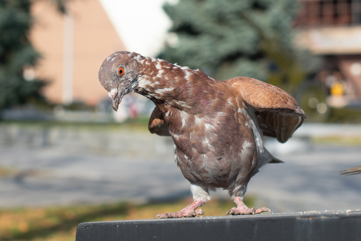 *** - Николай Чекалин