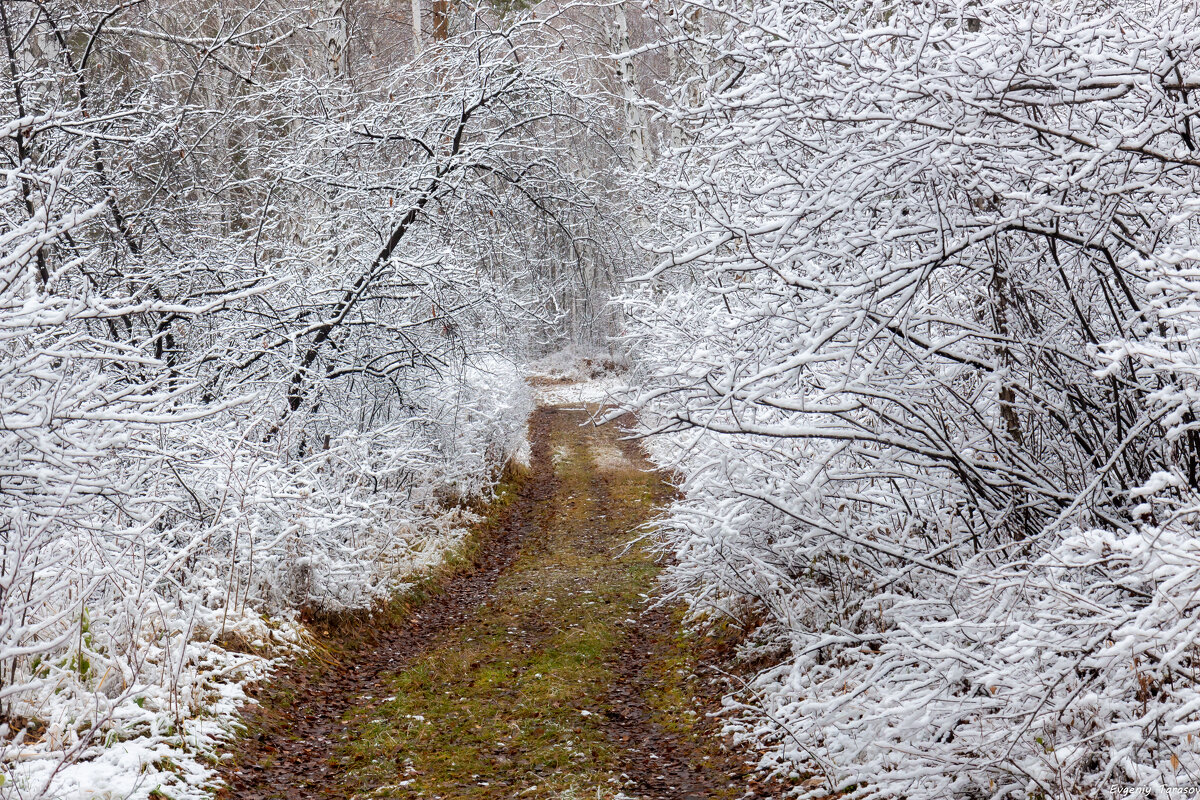 Дорога в зиму - Евгений Тарасов 