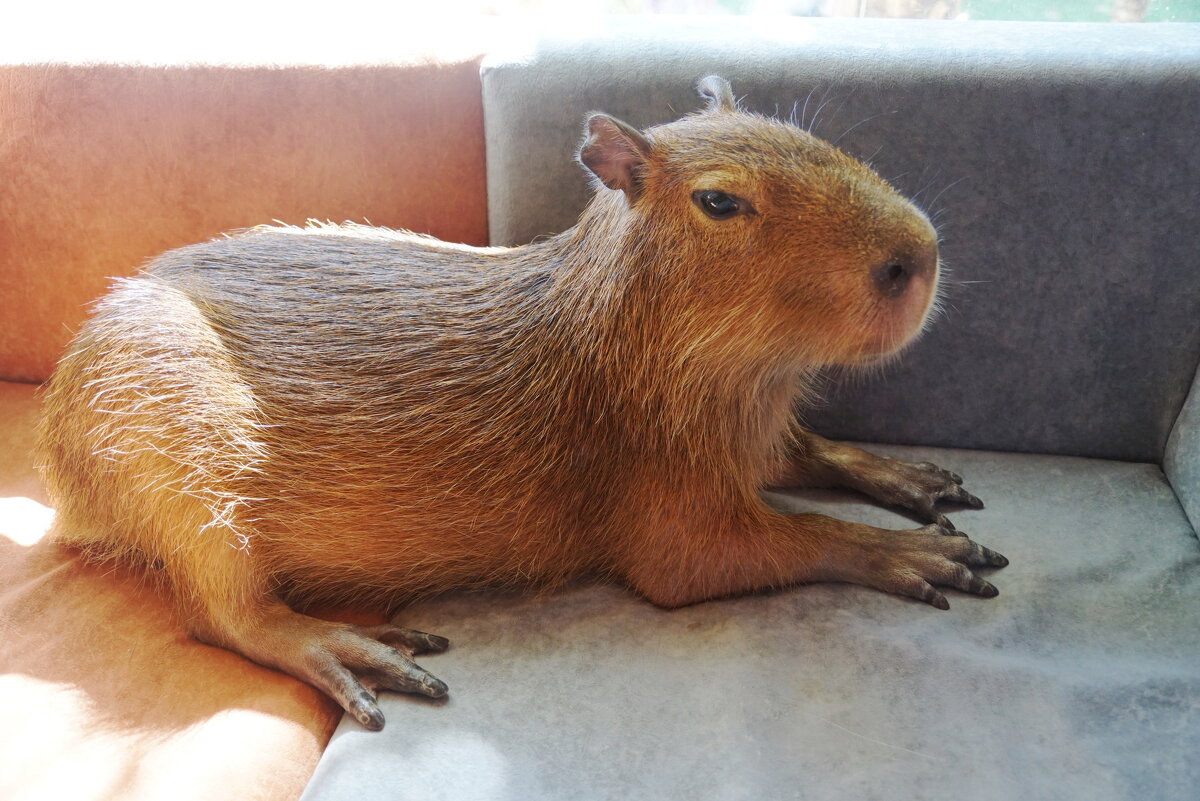 Серьёзная капибара - Наталия Григорьева