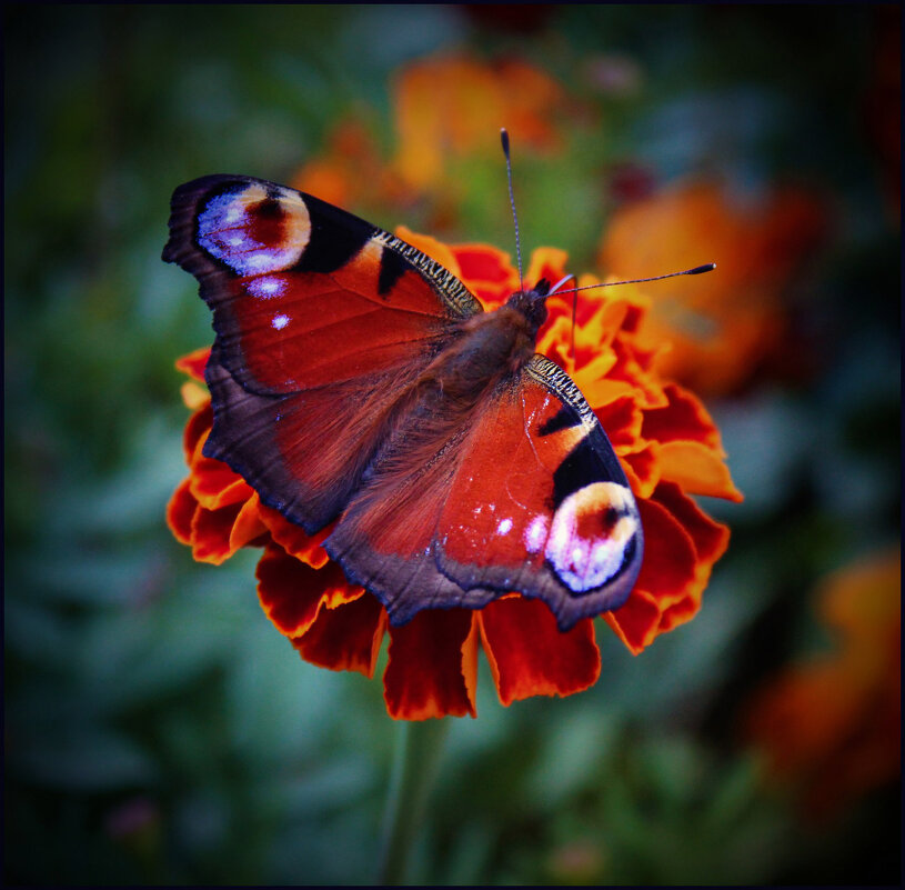 Бабочка. - Александр 