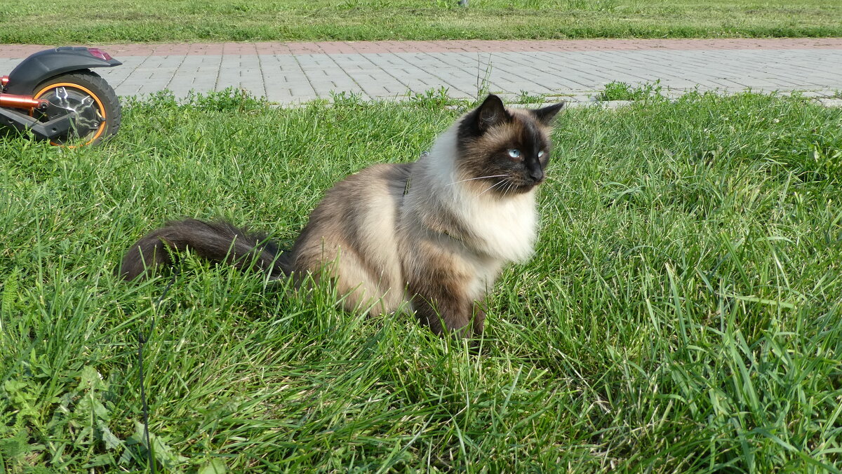 Котяра ловит кузнечиков в траве - Вик Токарев