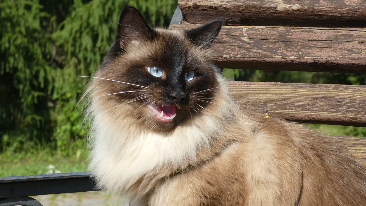 Хозяин- вези меня домой . - Вик Токарев