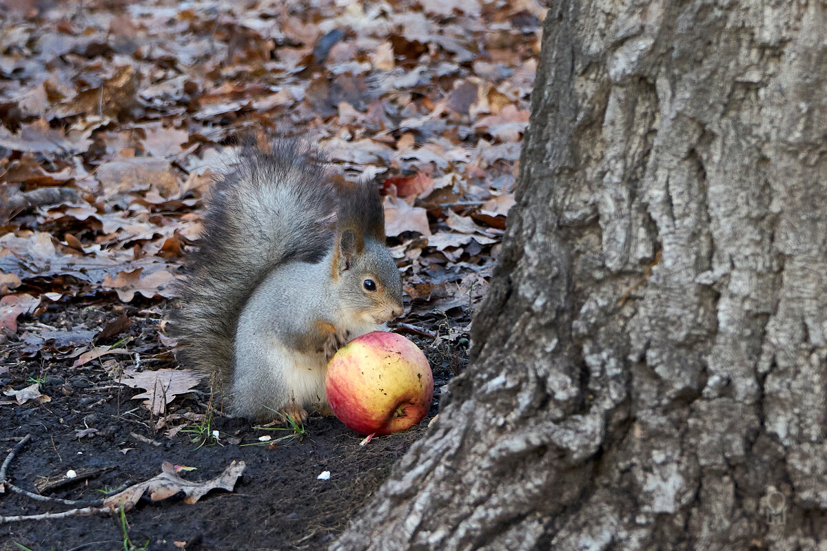 Не орехом единым... - Олег Манаенков
