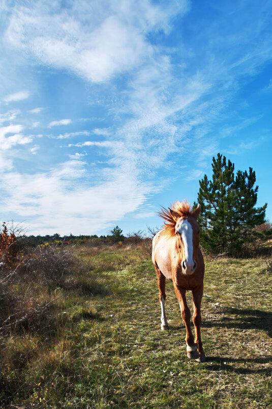 рыжий конь - Эдуард Тищенко