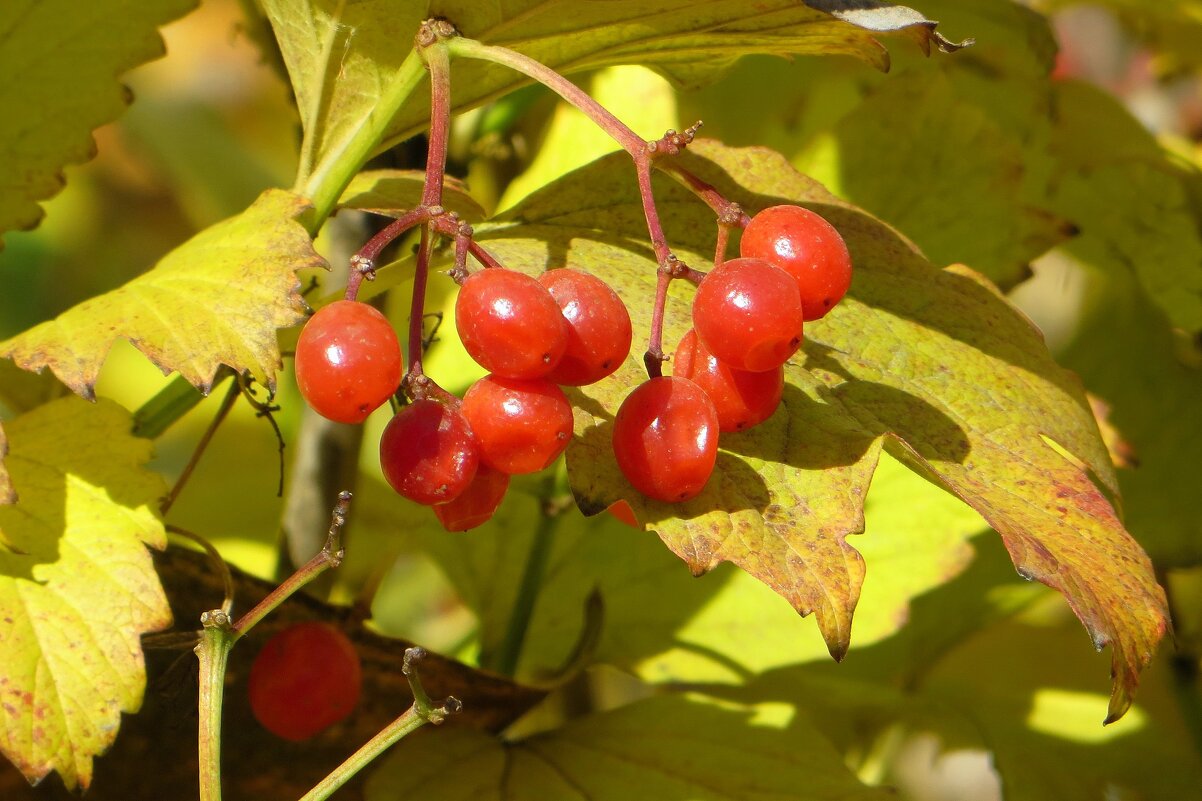 Калина готовится к листопаду - Татьяна Смоляниченко