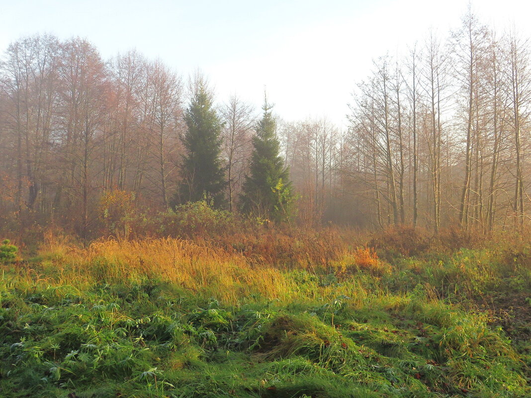 Туманный день - Андрей Снегерёв