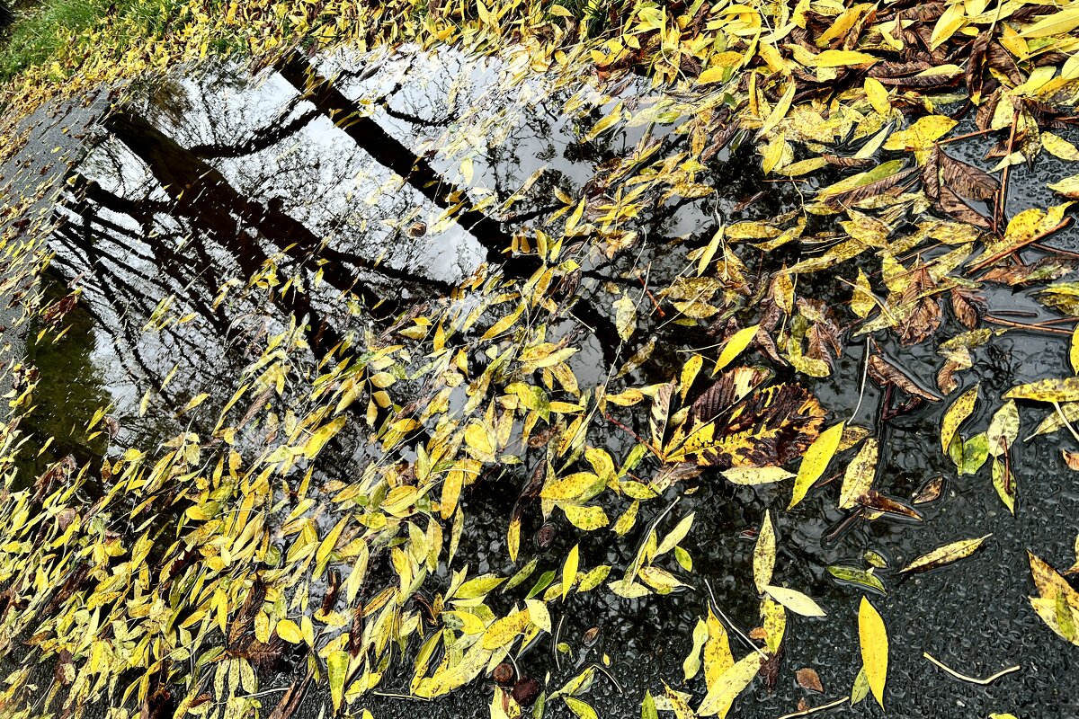 В одно окно смотрели двое... Один увидел дождь и грязь, Другой - листвы зеленой вязь, - "The Natural World" Александер