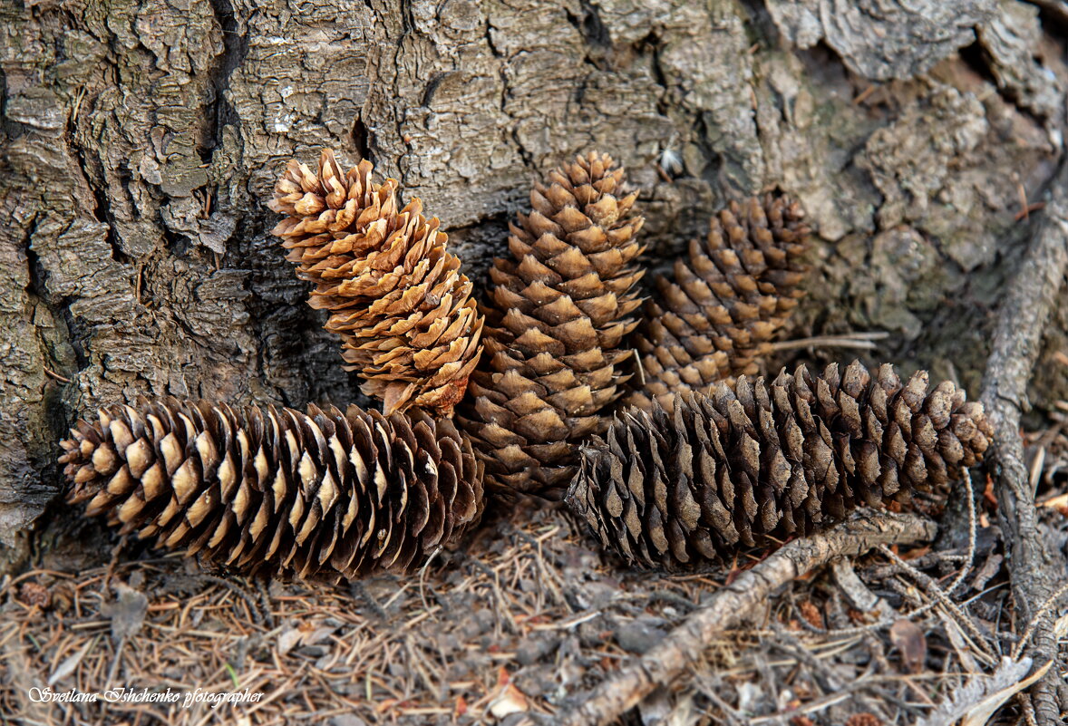 Шишички еловые - Светлана Ищенко