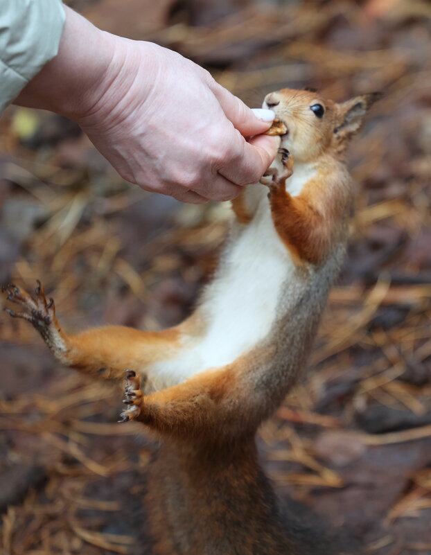 Акробатка. - Александр Кондаков