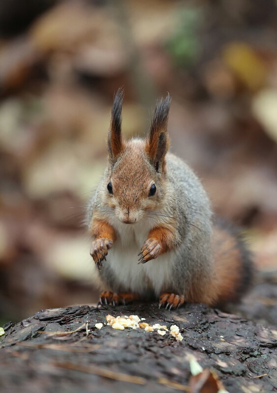 С чего начать? - Александр Кондаков
