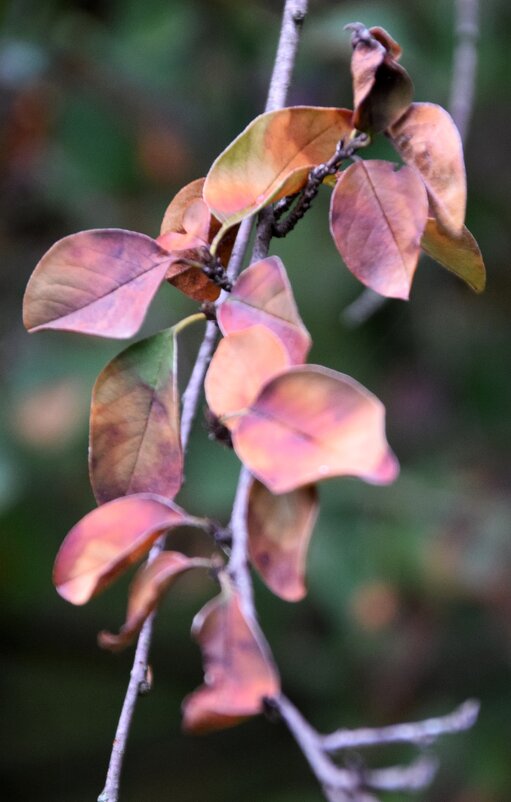 *** - Павленко Михаил 