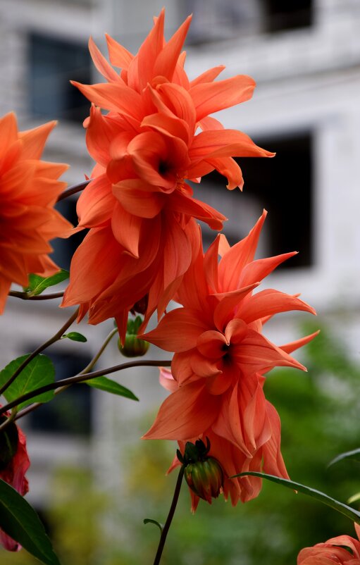 *** - Павленко Михаил 