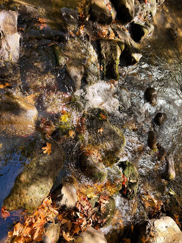 Ручей с форелями осенью - Александр Деревяшкин