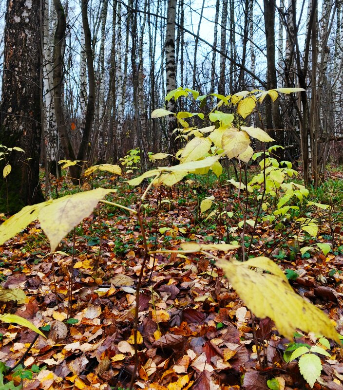 Последние не опавшие... - Василий Палий