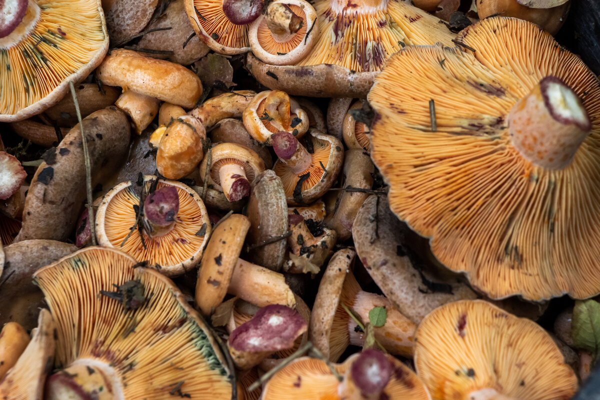 Рыжики. - Дмитрий А