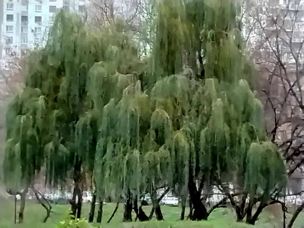 Ивушки - Дмитрий Никитин