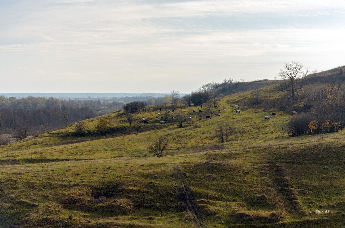 На лугу посуться ко... - Andrej Guz
