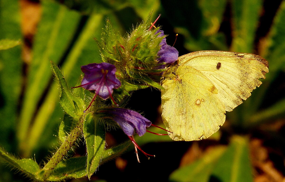 опять про бабочек...2 - Александр Прокудин