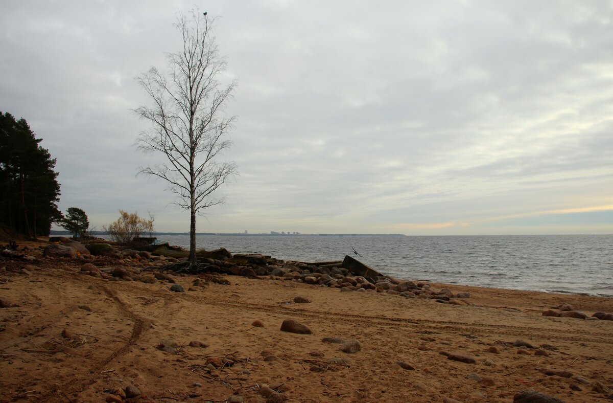 Репино. Ноябрь - Наталья Герасимова