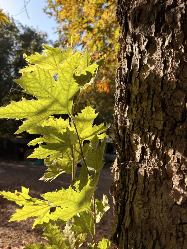 Лето поздней осенью - Александр Деревяшкин