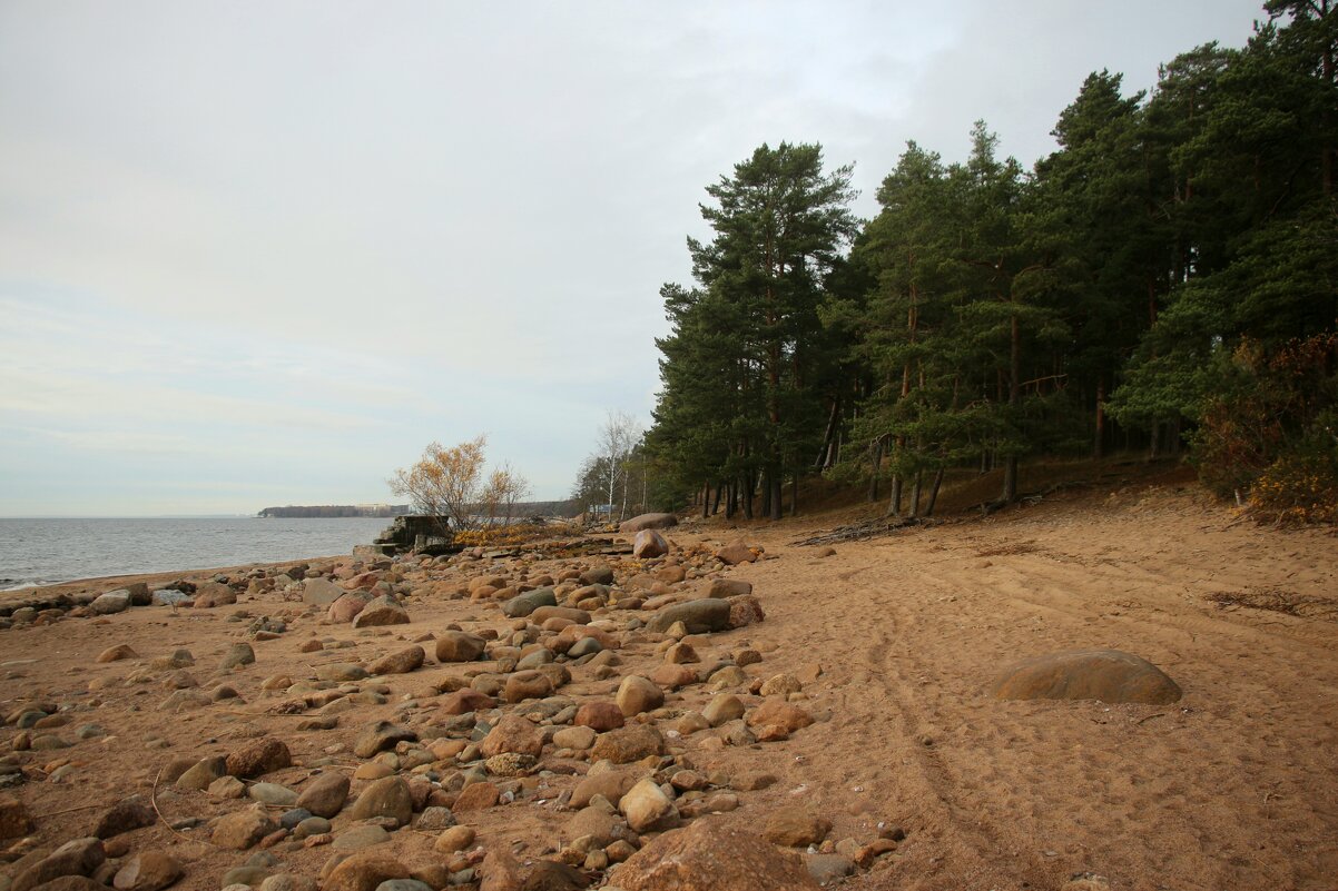 Репино. Ноябрь - Наталья Герасимова