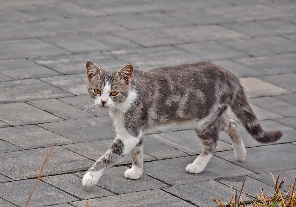 На подиуме! - Валентина  Нефёдова 
