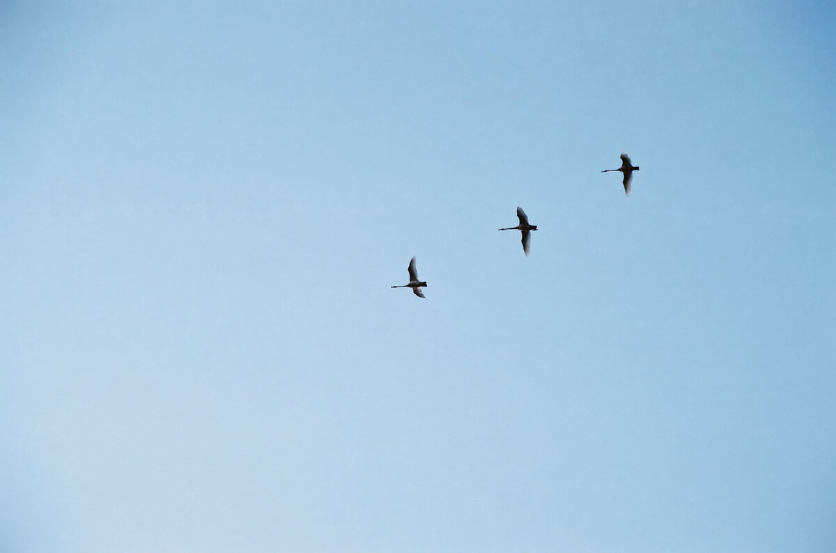 без пары - александр 