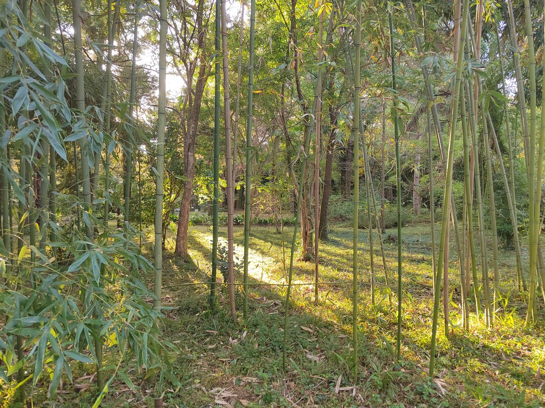 Абхазия, Ботанический сад, бамбуковая  роща. Автор Саша - Фотогруппа Весна