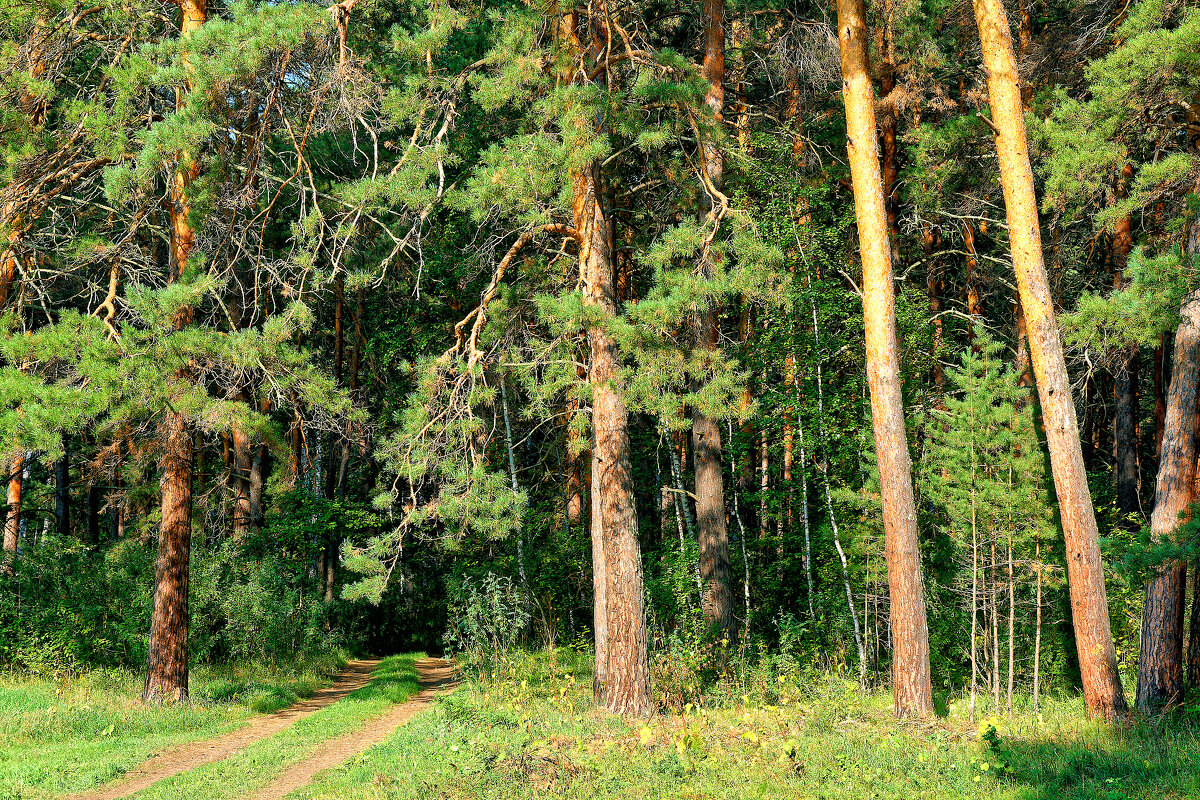 Караканский бор - Дмитрий Конев Караканский бор - Дмитрий Конев