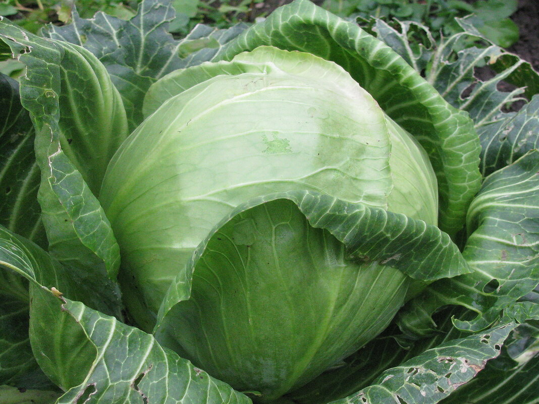 Пора убирать капусту - Людмила Смородинская Пора убирать капусту - Людмила Смородинская