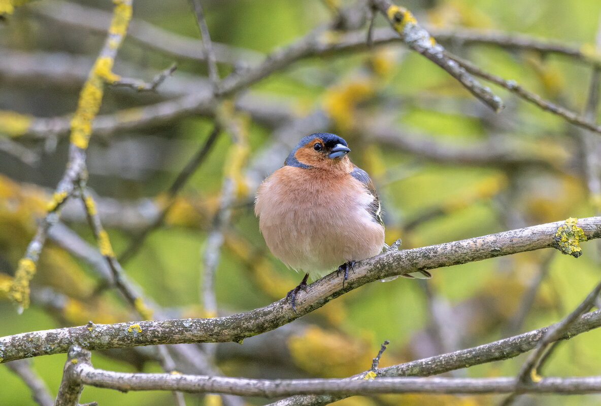 зяблик - юрий макаров