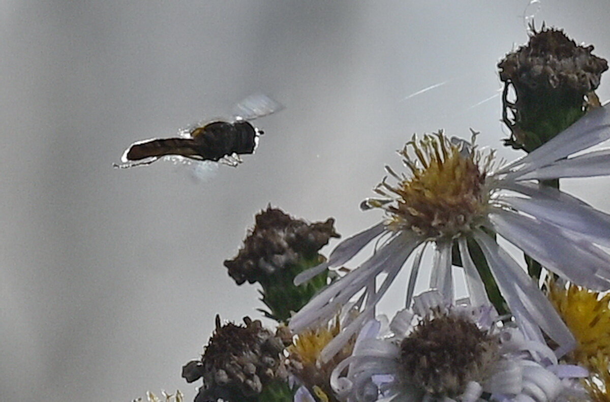 Есть ещё нектар... - Николай Саржанов