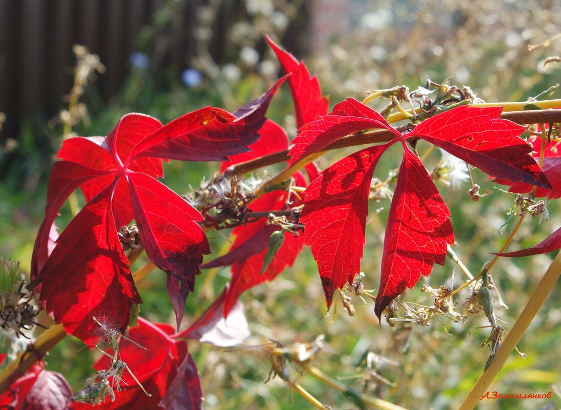 Алые флаги осенние... - Андрей Заломленков