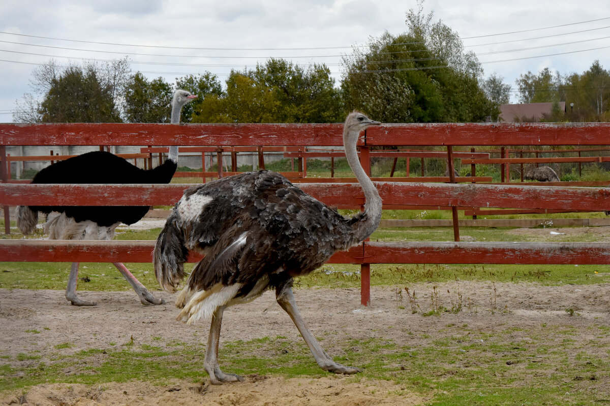 Московская область. Серпухов. Ферма «Русский страус». - Наташа *****