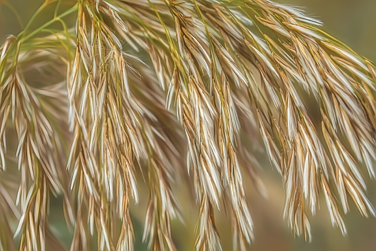 Костёр безостый - Оксана Н.