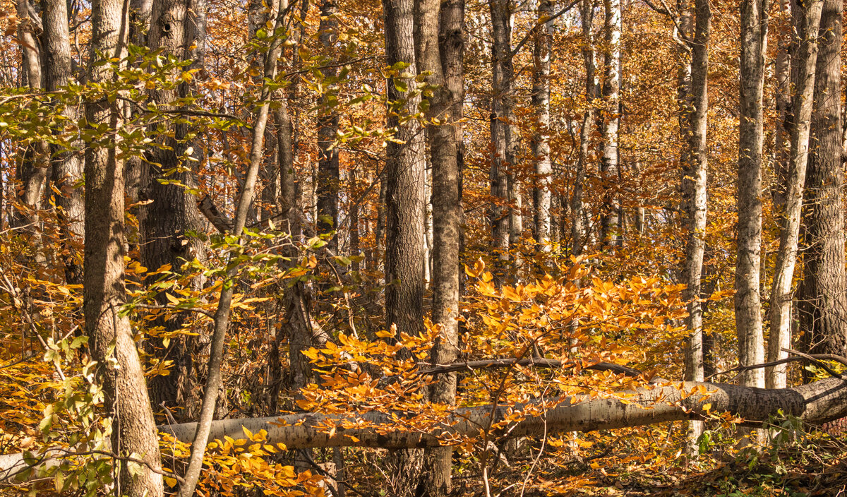 Осенний лес в горах - Игорь Сикорский Осенний лес в горах - Игорь Сикорский