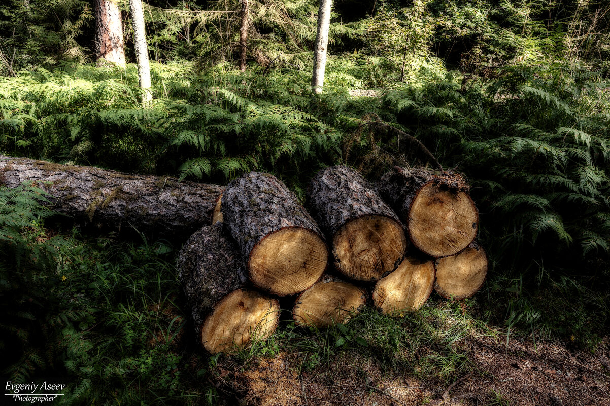 Откуда дровишки?... - Евгений 