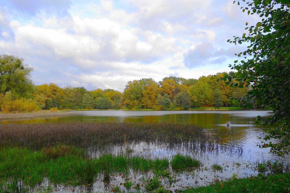 Озеро Лесное, Калининград - Рита Симонова