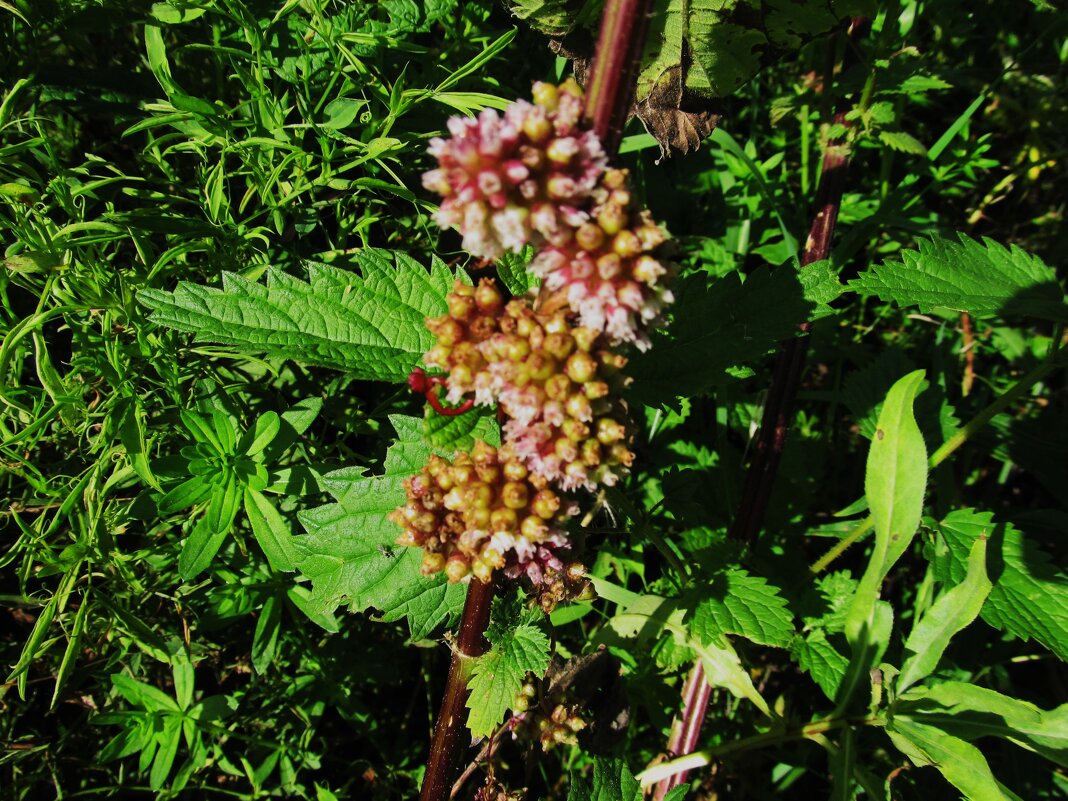 что-то на крапиве - Елена Шаламова