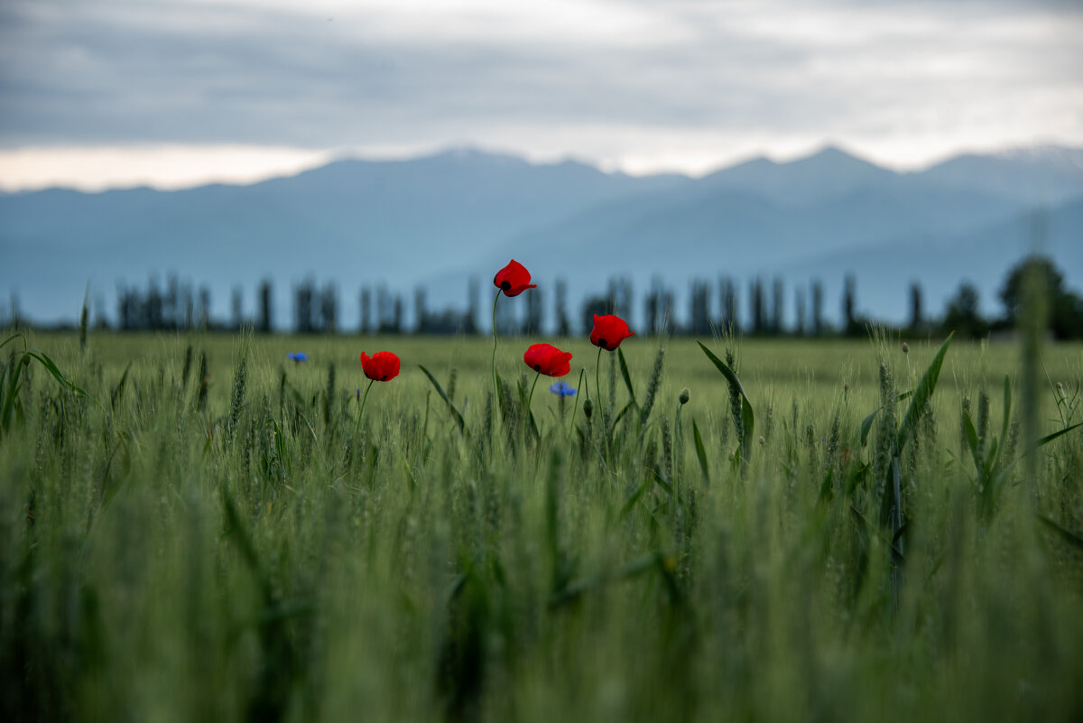 Маки Кахетии - Юлиан Лебедев