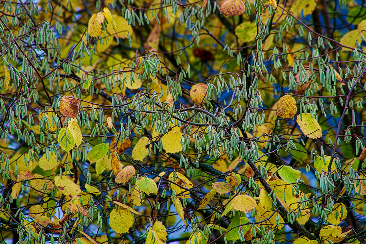 Еще осень не успела листья сбросить... - Lucy Schneider 