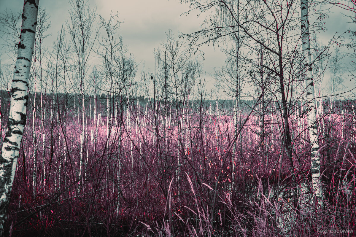 Без названия - fogmeadowww m