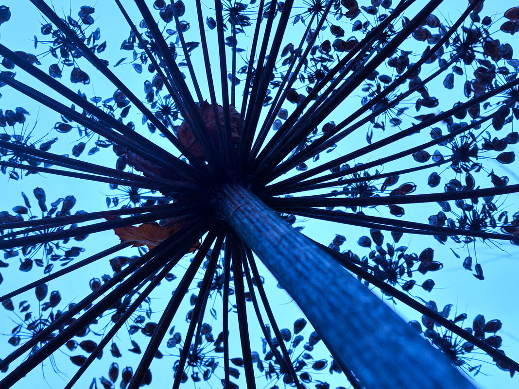 залп в небо борщевиком - Артём 