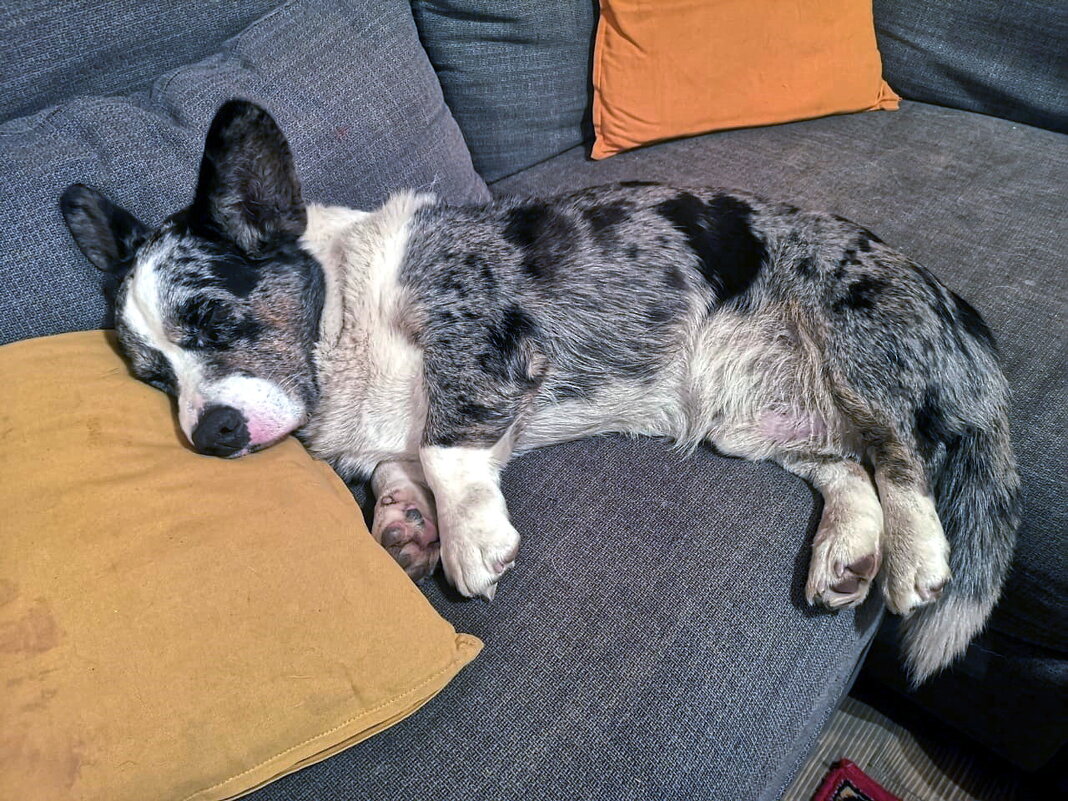 Чак отдыхает - Ольга Довженко