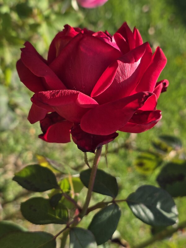 Розы октября - Nina Streapan